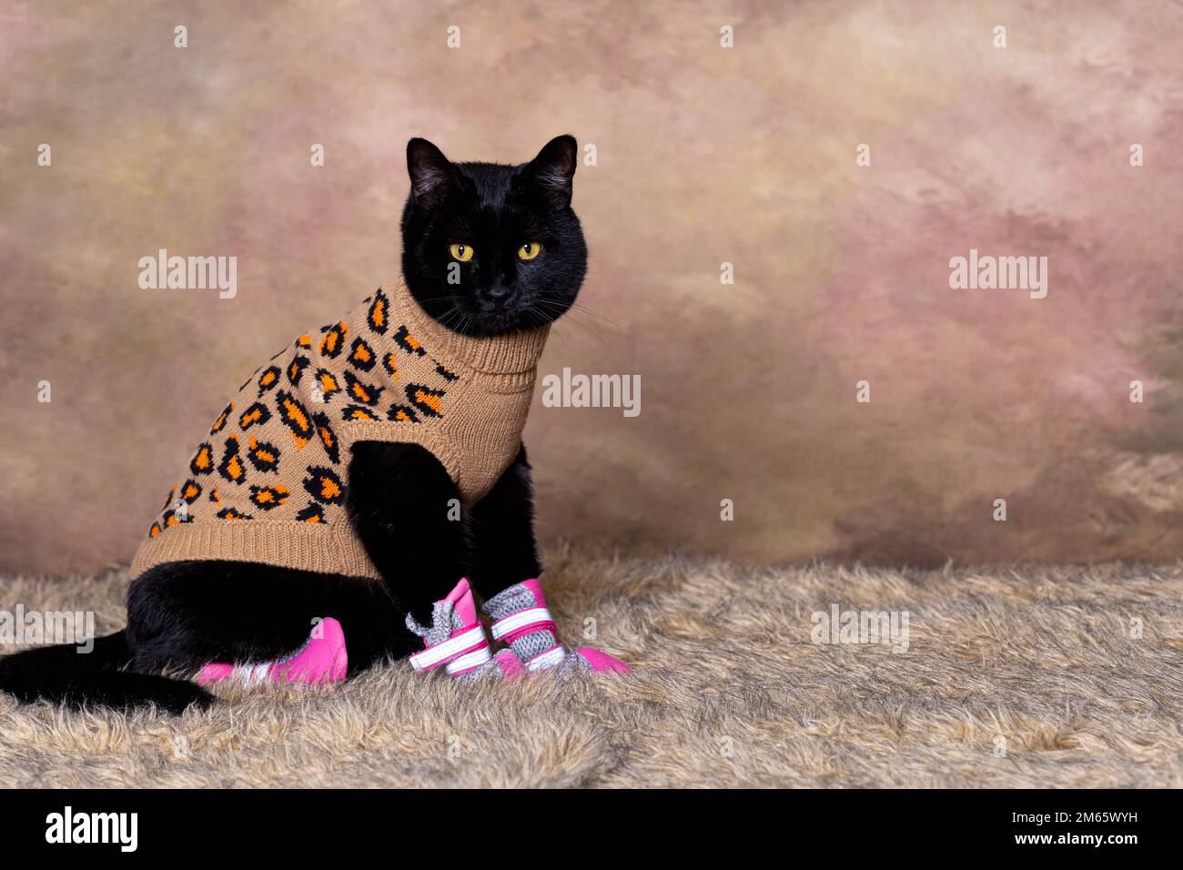 Black cat dressed in beige turtleneck Stock Photo