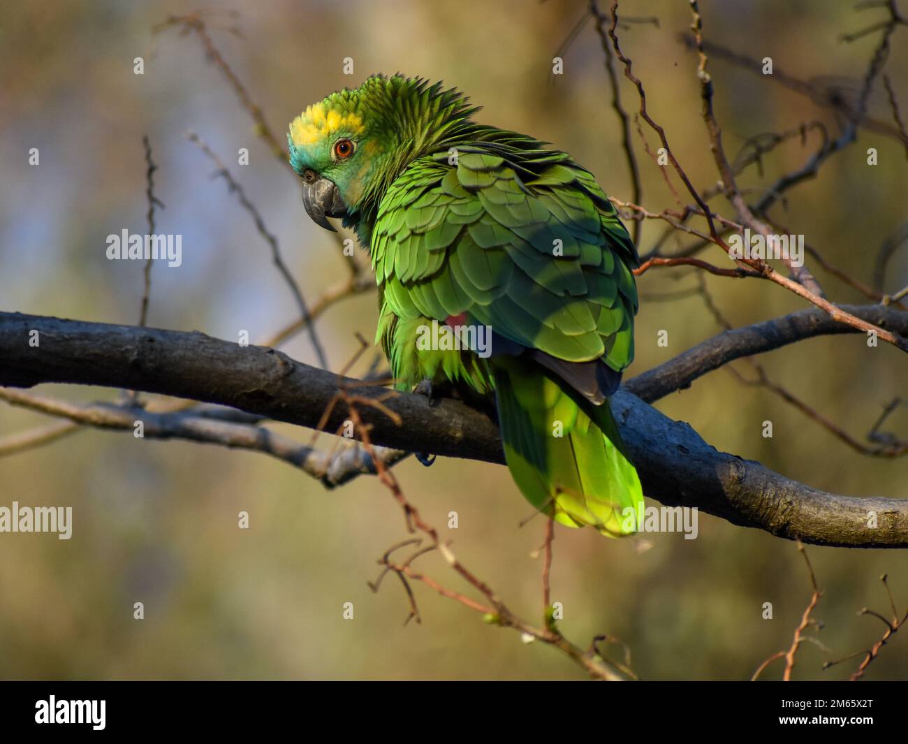 turquoise-fronted amazon (Amazona aestiva) perching in the wild in Buenos Aires Stock Photo