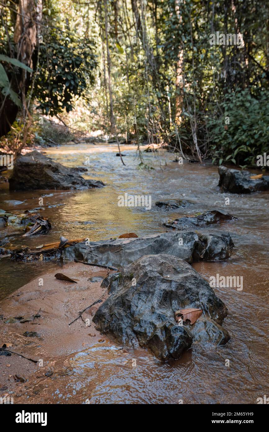 Small river through the jungle with a rock in the foreground Stock ...