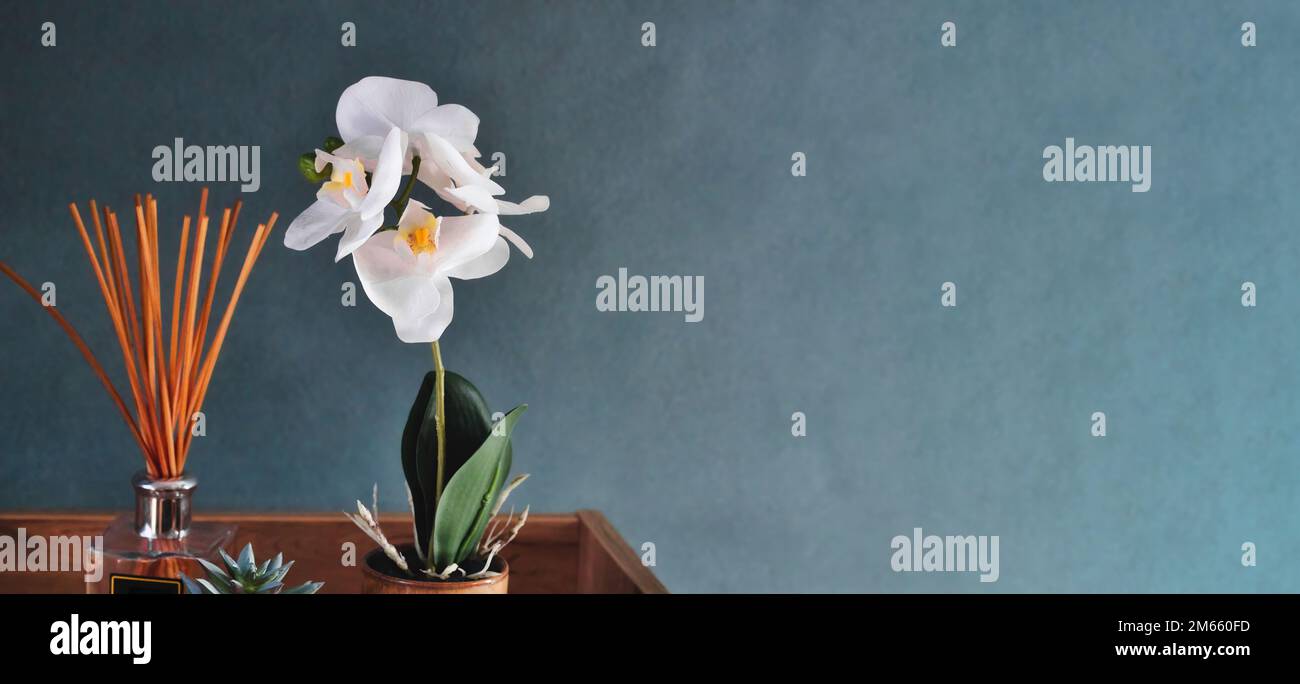 A white orchid flower in a plant pot with aroma diffuser sticks isolated against a plain tranquil dark wall background with empty copy space for text Stock Photo