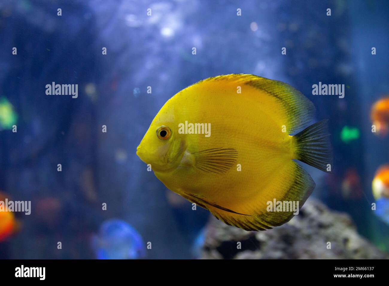 Colorful of coral reef fish with tree and plant ecosystem in an aquarium Stock Photo