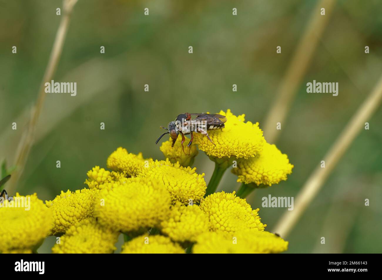 On yellow tansy flowers, a rare black-thighed Epeolus parasitic solitary bee Stock Photo