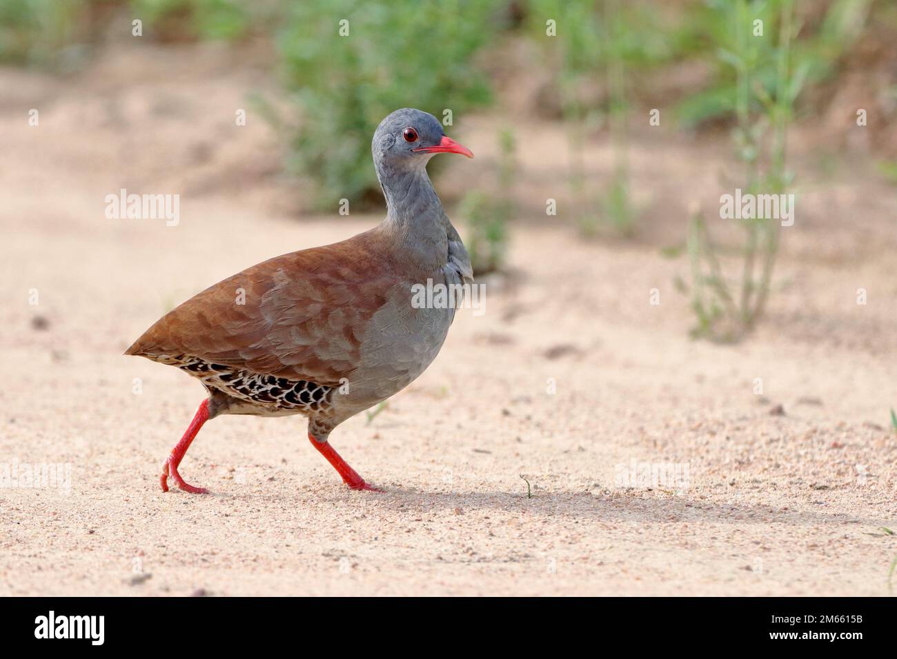 Small-billed Tinamou (Crypturellus parvirostris) walking on a mud road. Brazilian endemic bird difficult to visualize Stock Photo