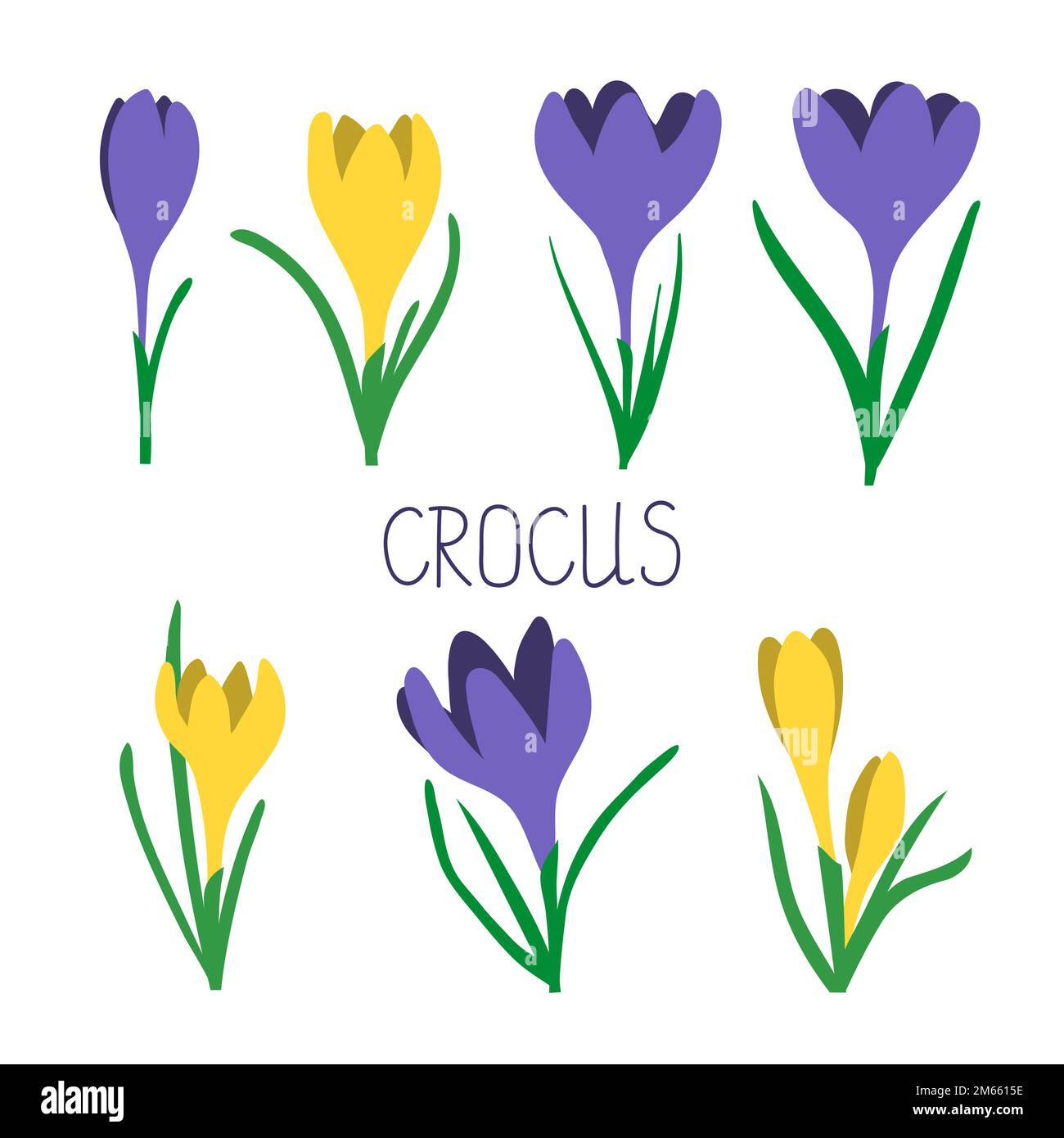 Vector set of yellow and purple crocus flowers isolated on white Stock ...