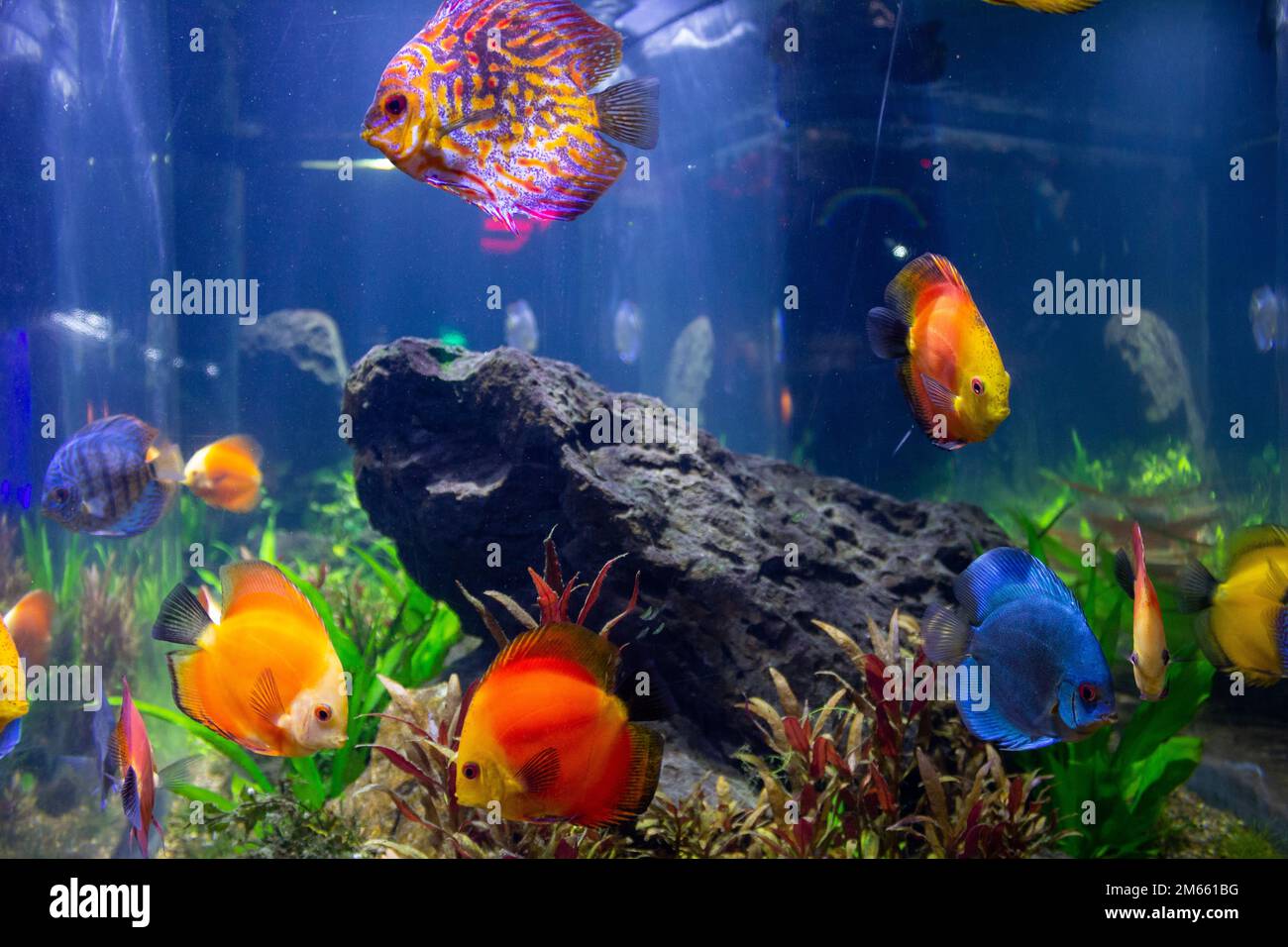 Colorful of coral reef fish with tree and plant ecosystem in an aquarium Stock Photo