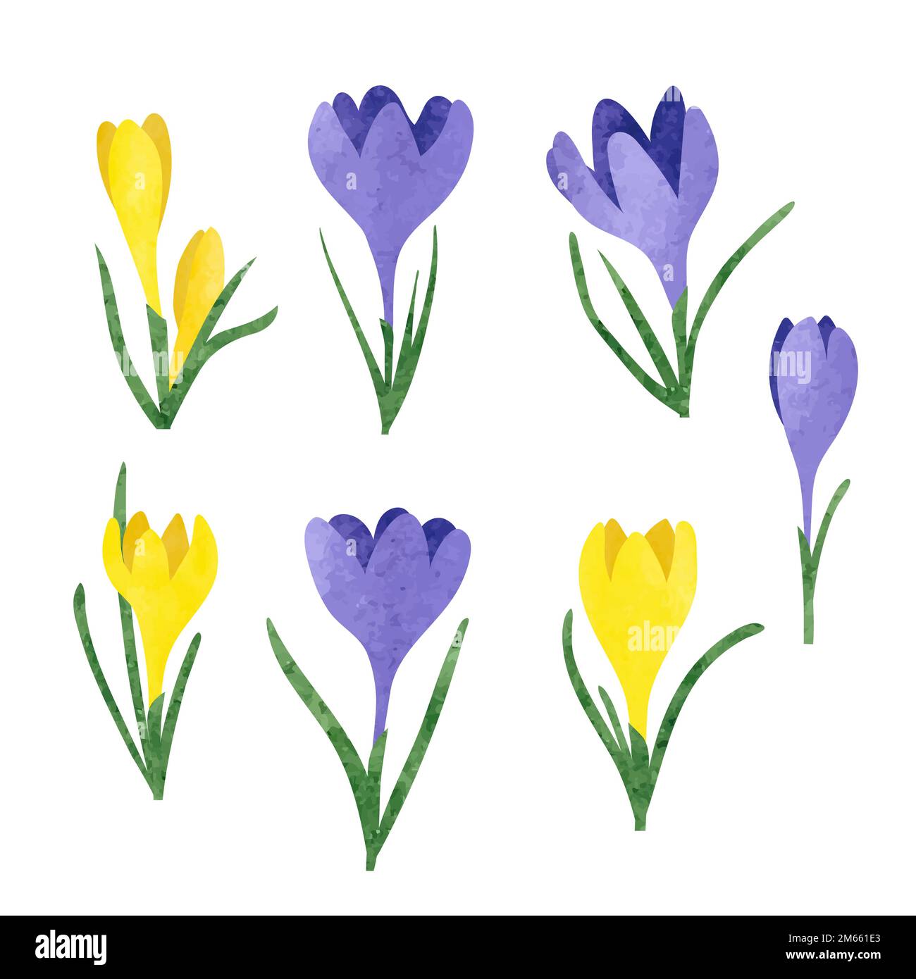 Crocus botanical illustration Stock Vector Images Alamy