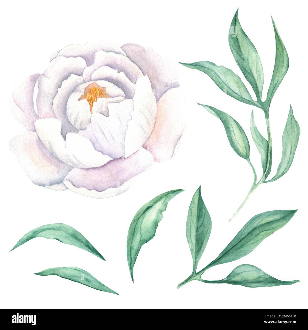 White watercolor peony flower with green peony leaves. Hand drawn ...