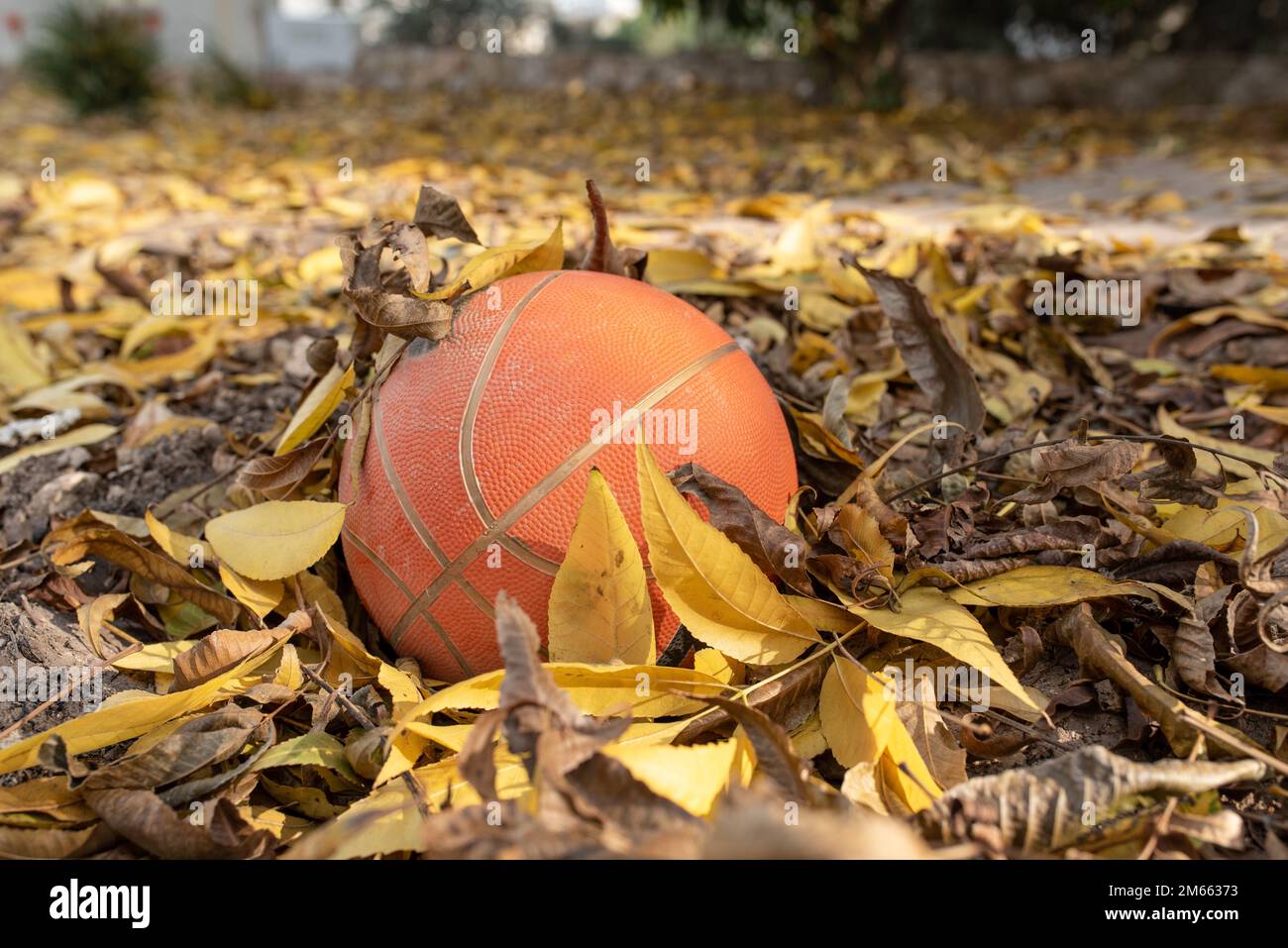 Basketball with yellow falling leaves. Orange basketball on dried