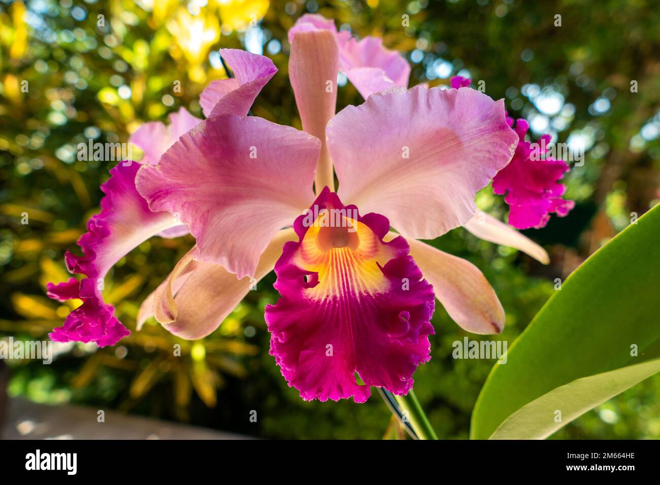 Pink Cattleya Orchid. Close up in Anchieta, State of Espirito Santo, Brazil. Stock Photo