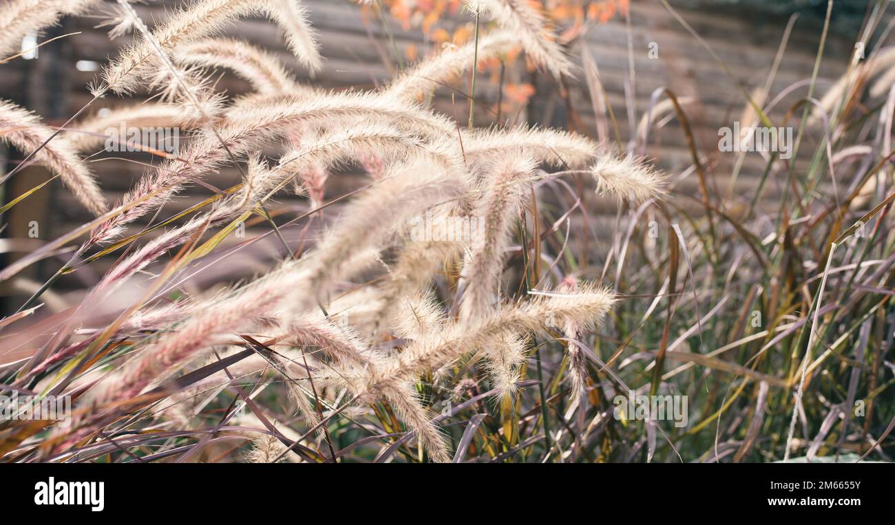 Purple Fountain Grass. Dry Pampas Grass, Earthy Neutral Warm Tone. Stock Photo