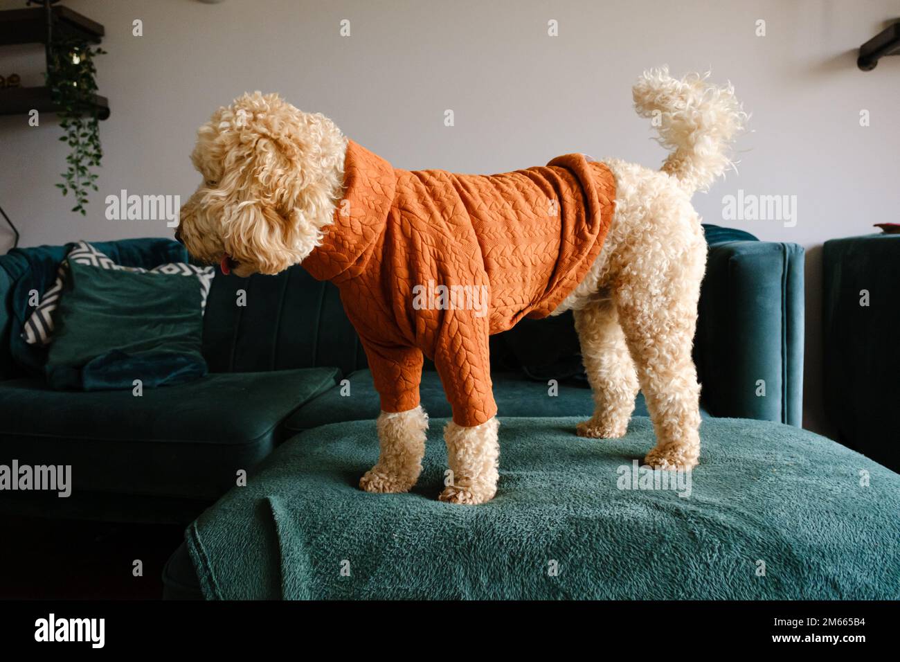 Picture Cockapoo Standing Influencer dog hi-res stock photography and images - Alamy