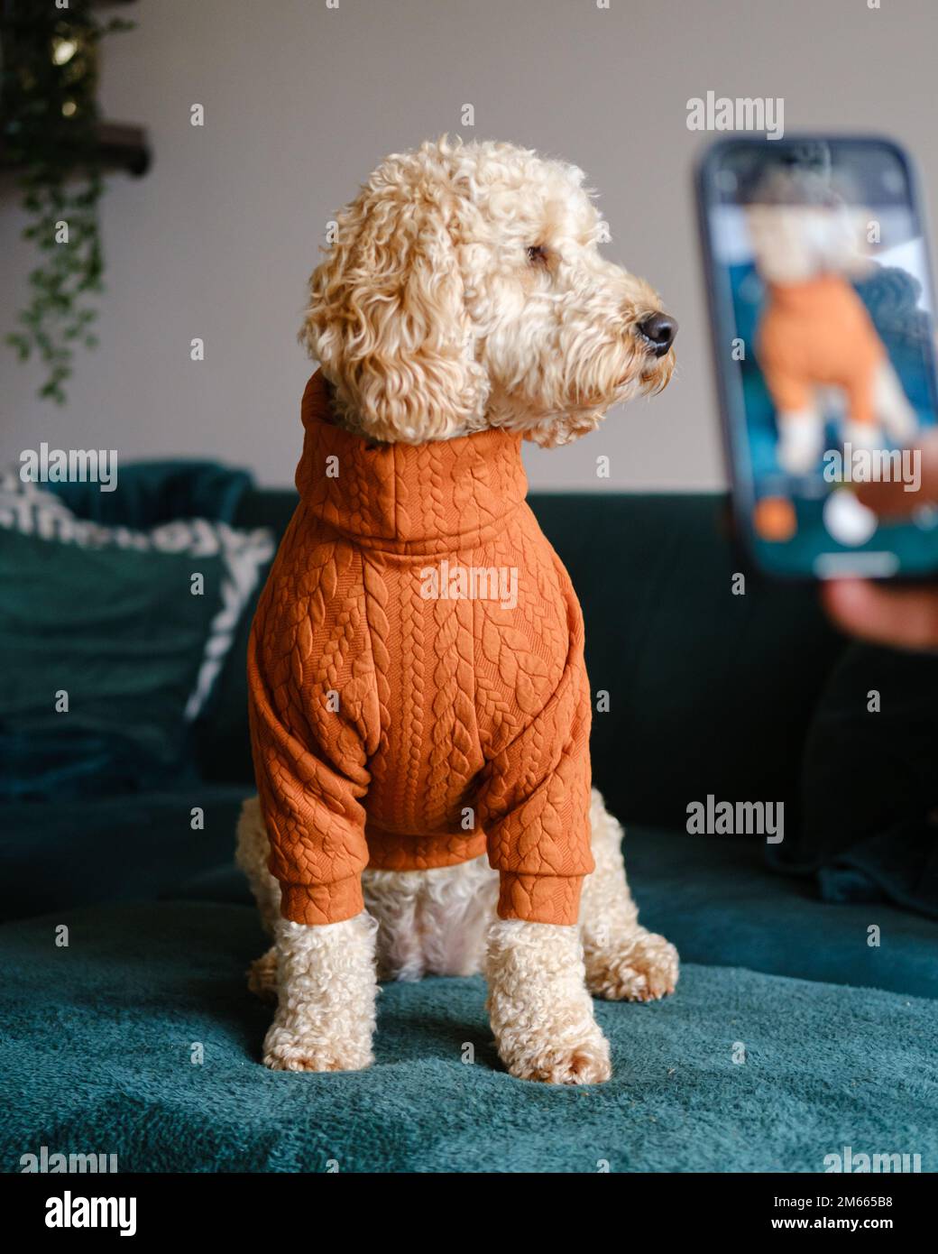 Cockapoo Dog standing on green couch wearing an orange winter jumper Stock Photo