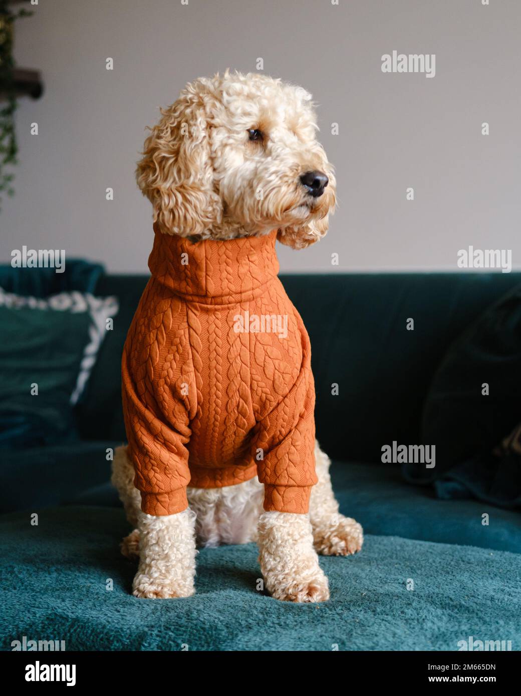 Cockapoo jumper deals