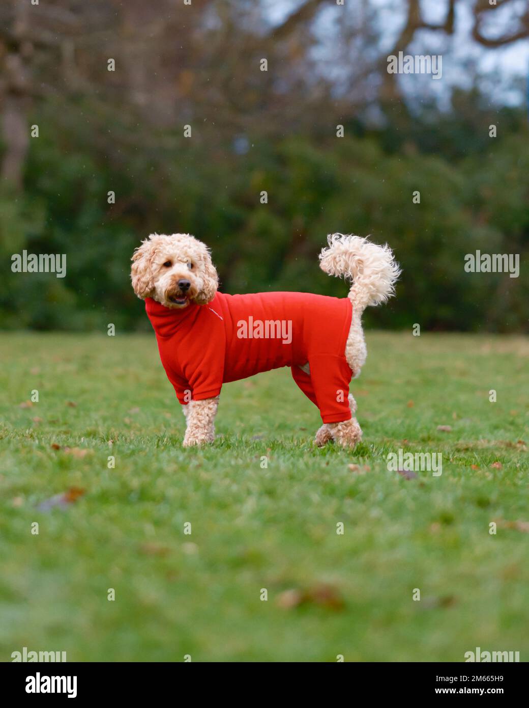 Cockapoo dog model hi-res stock photography and images - Alamy