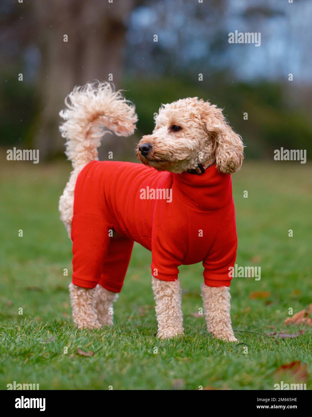Cockapoo dog model hi-res stock photography and images - Alamy