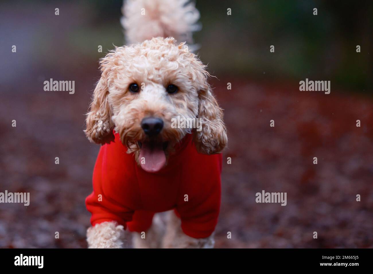 Cockapoo dog model hi-res stock photography and images - Alamy