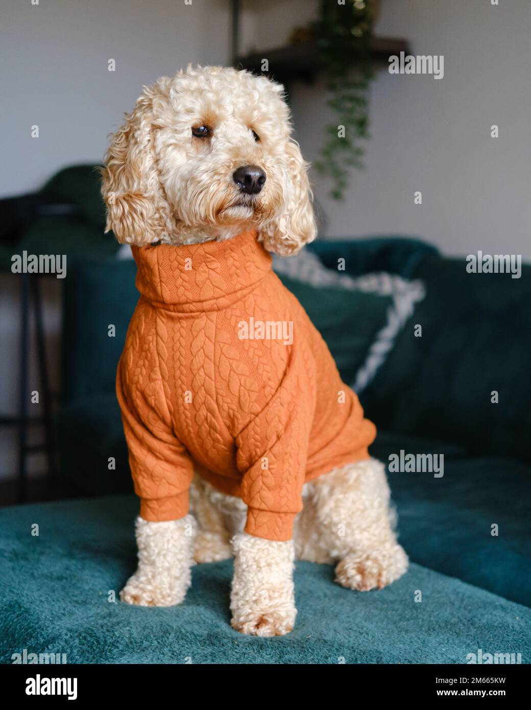 Cockapoo Dog standing on green couch wearing an orange winter jumper Stock Photo