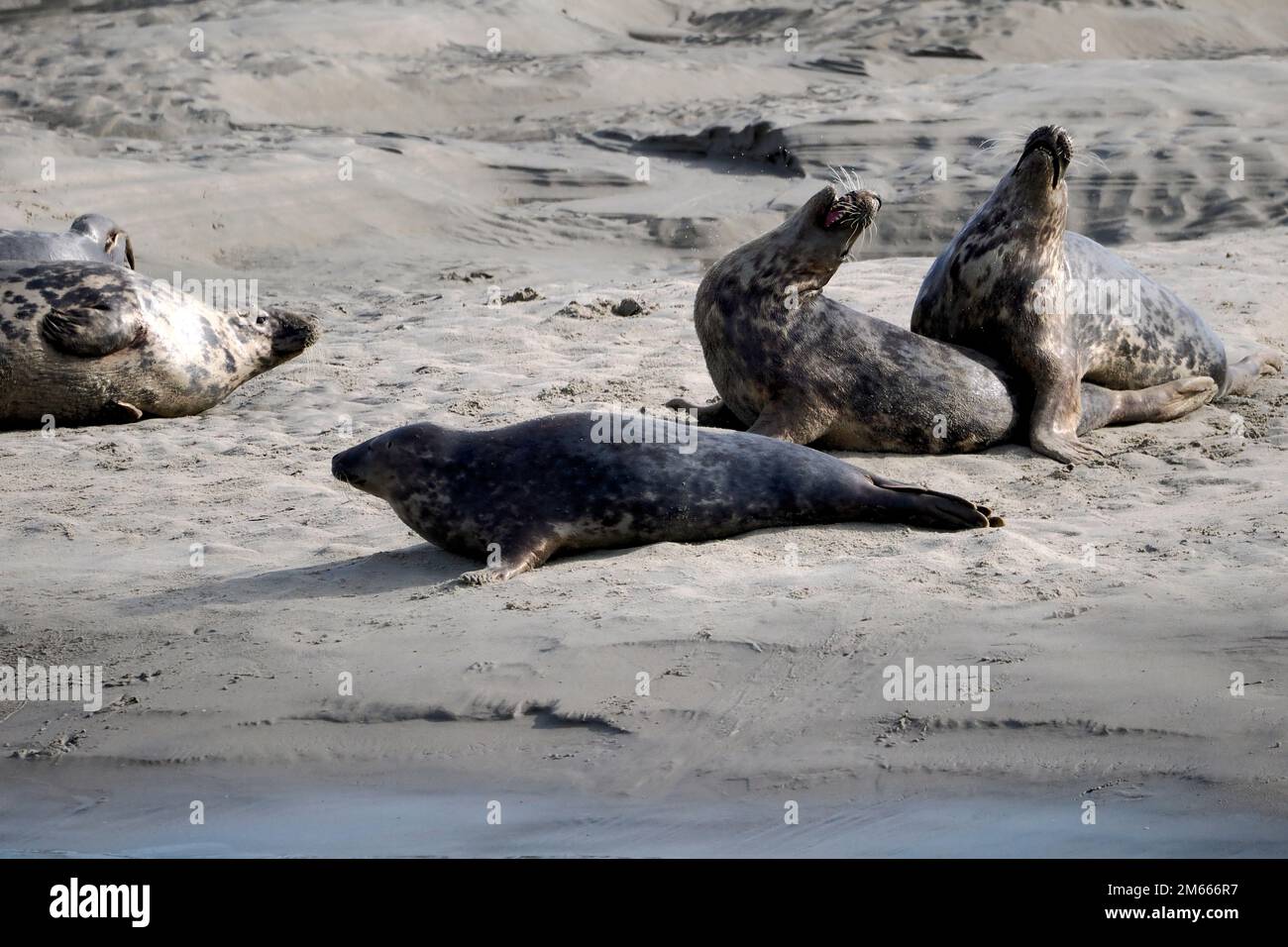 Group of gray seals or Atlantic seal and the horsehead seal (Halichoerus grypus) of the Bay of Authie near of Berck in France Stock Photo