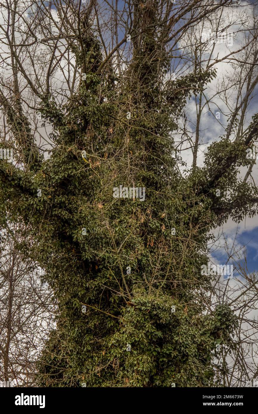 moss growing in tree Stock Photo