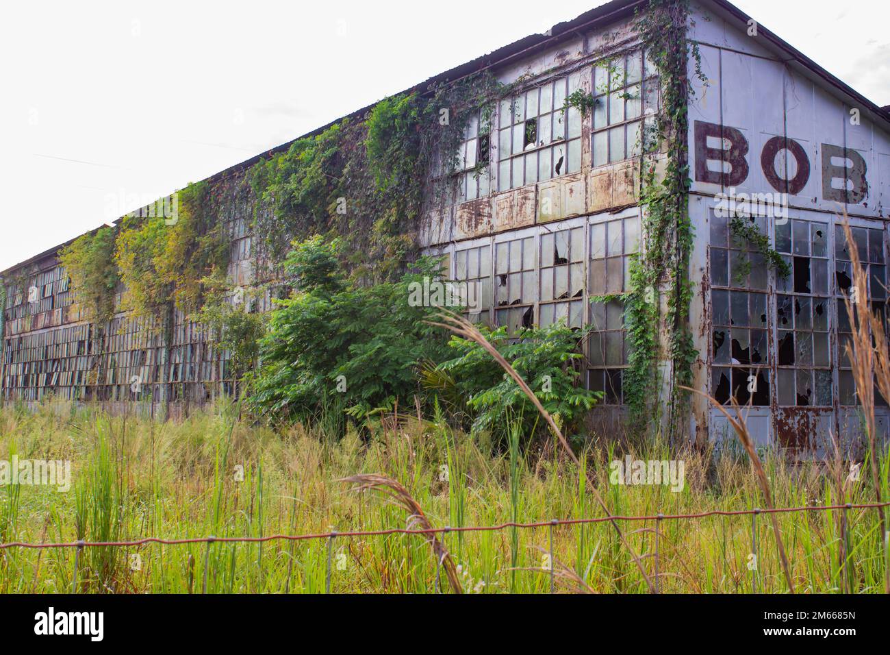 Abandoned and run down orange factory covered in vines and foliage in