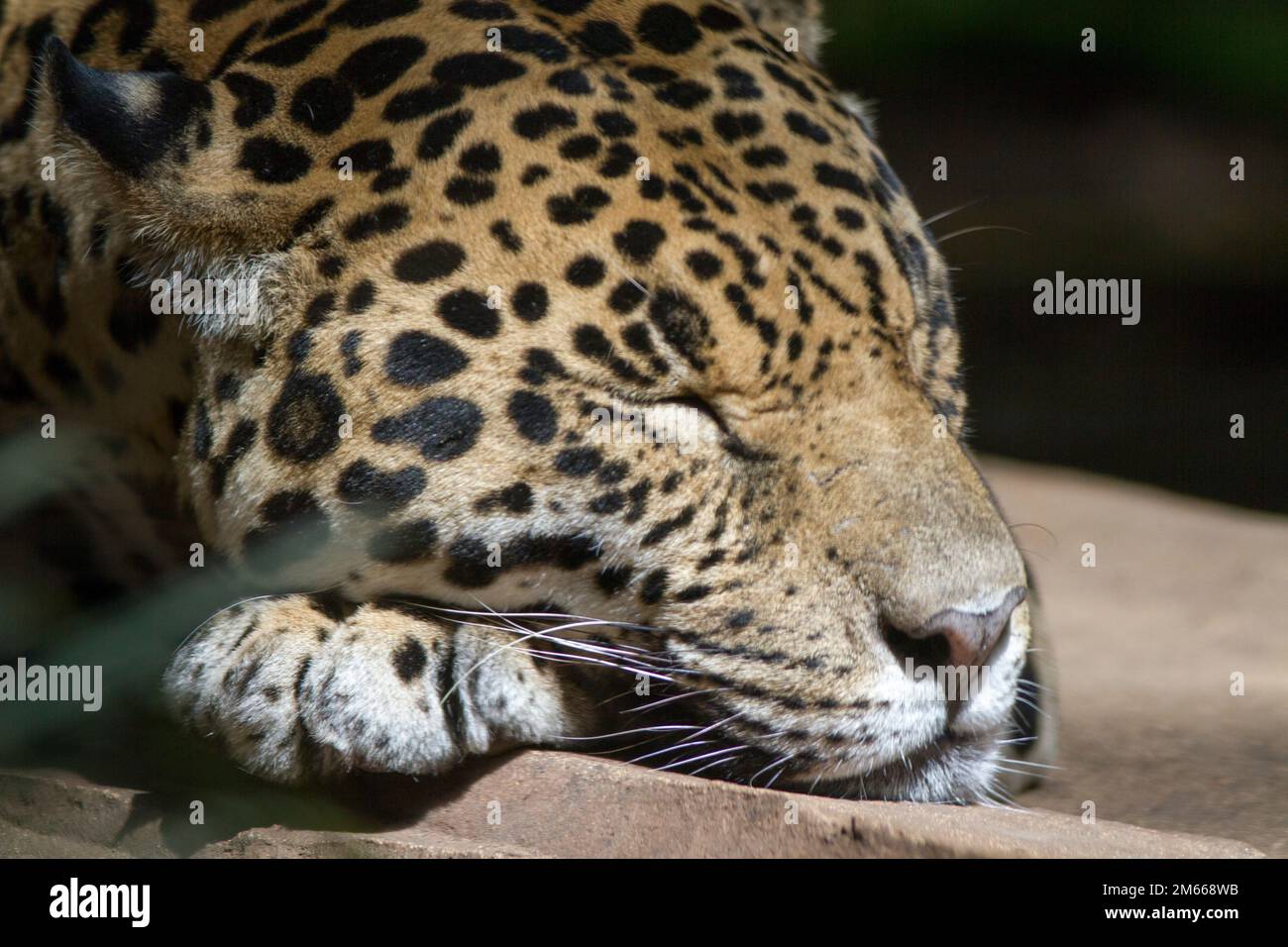 Leopard Stock Photo