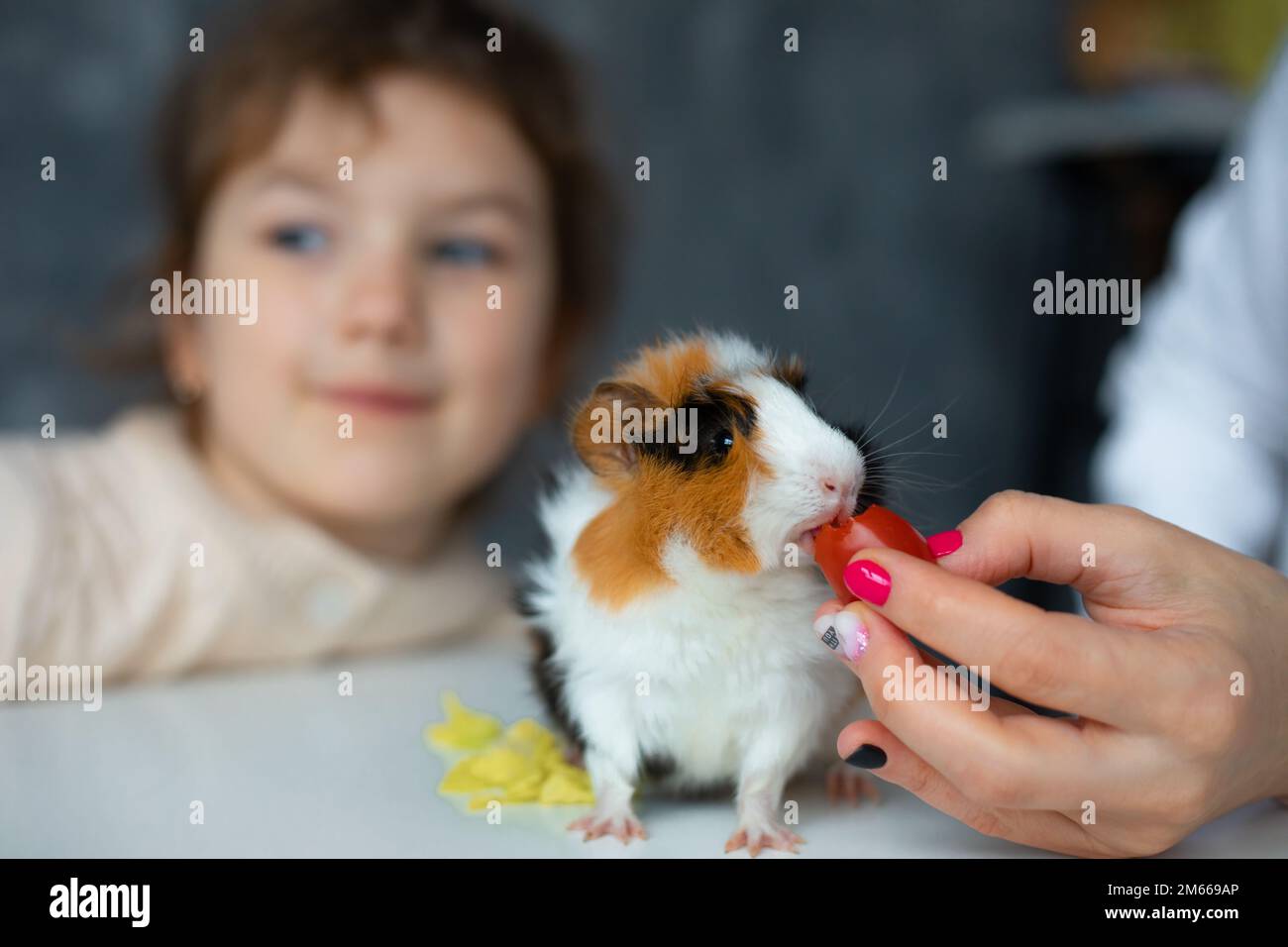 Close up image of funny guinea pig eating tomato and cheese from cropped woman hand with manicure against little girl Stock Photo