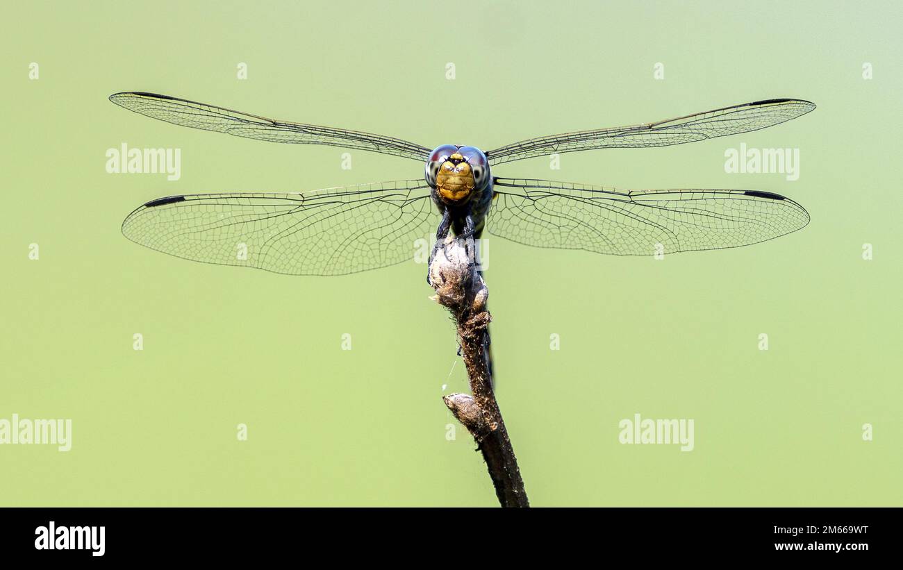 Dragonfly.  Kruger NP, South Africa. Stock Photo