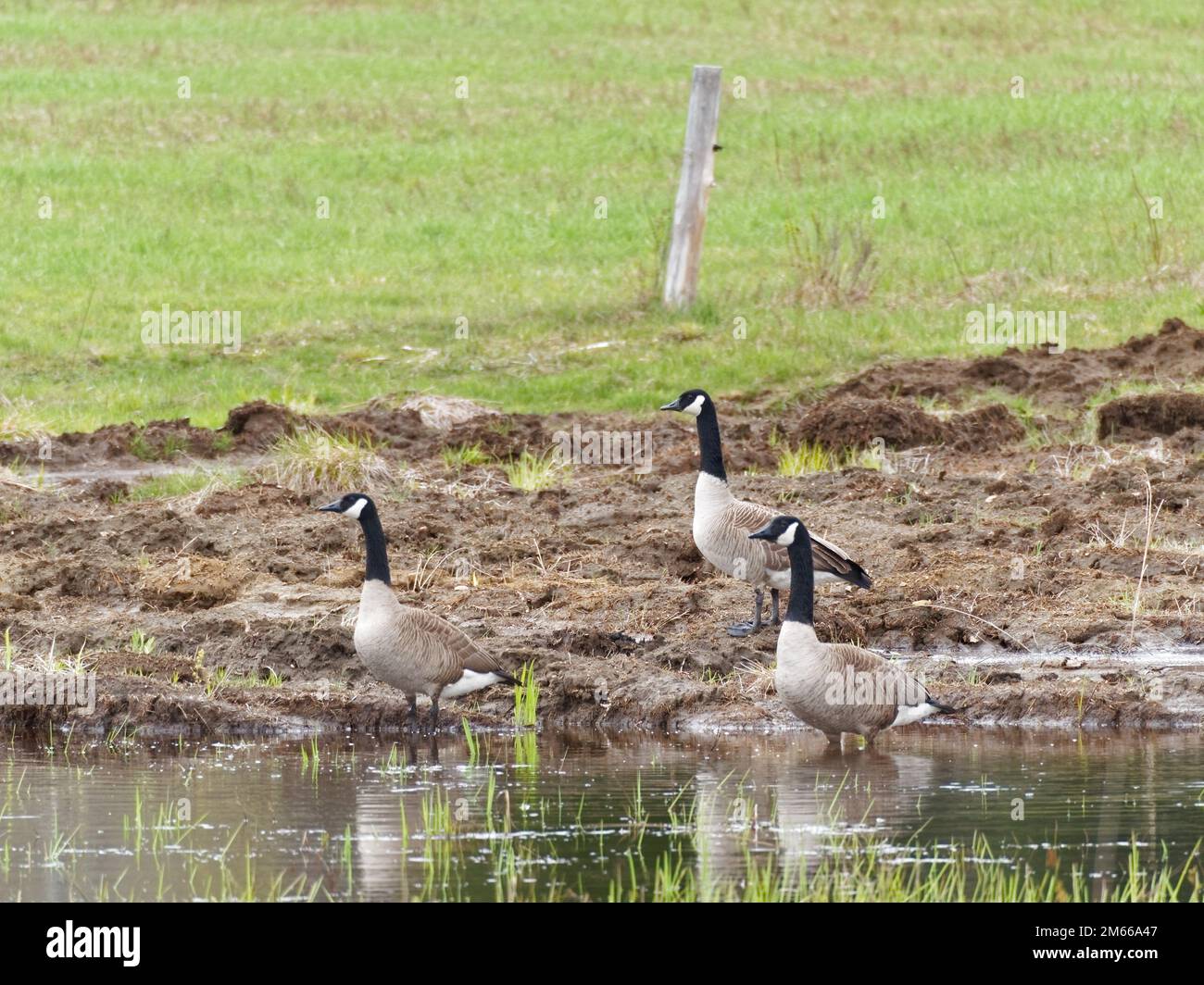Quebec canada farm hi res stock photography and images Page 23