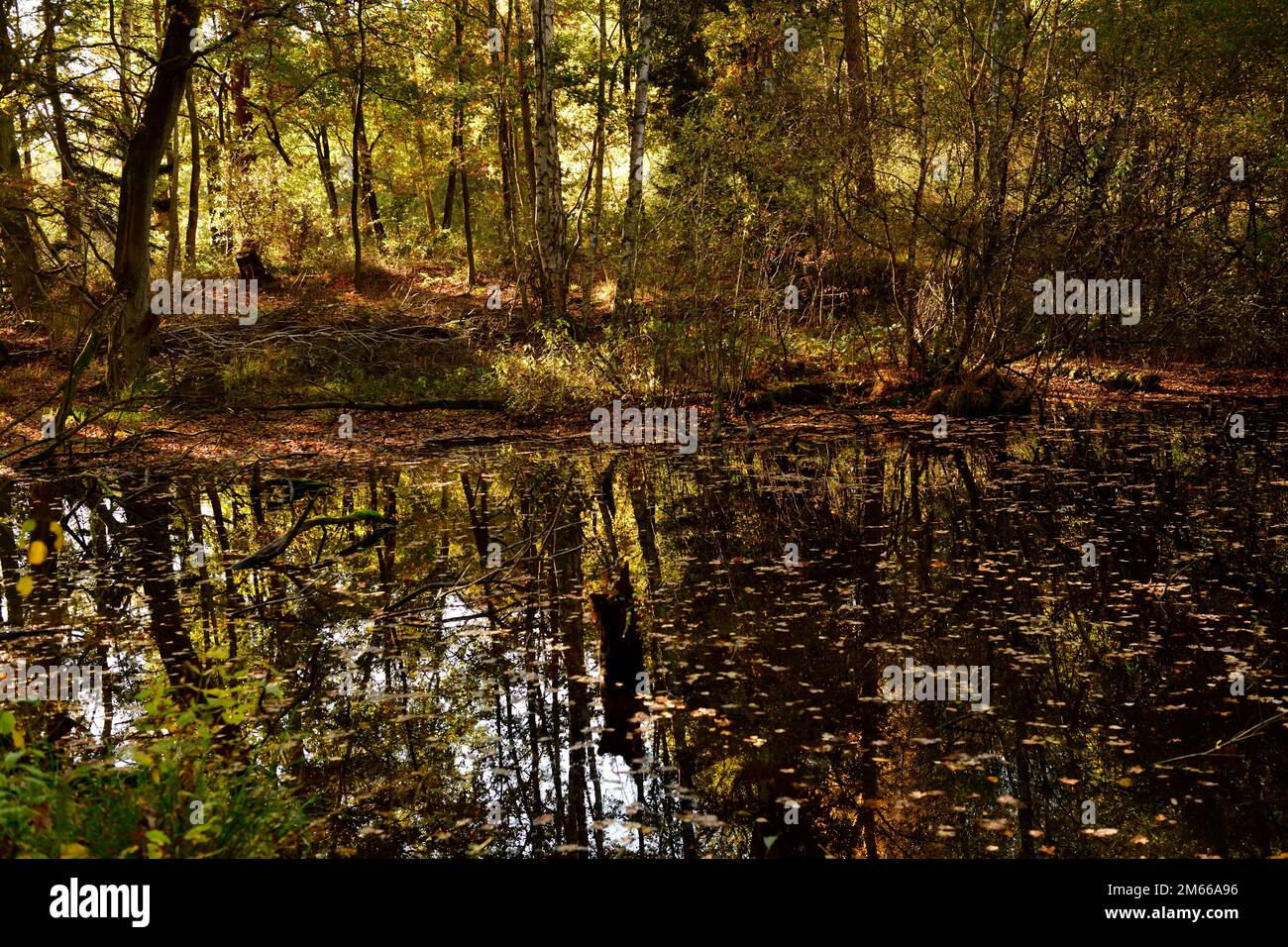 Teich im Herbst an einem sonnigen Tag Stock Photo