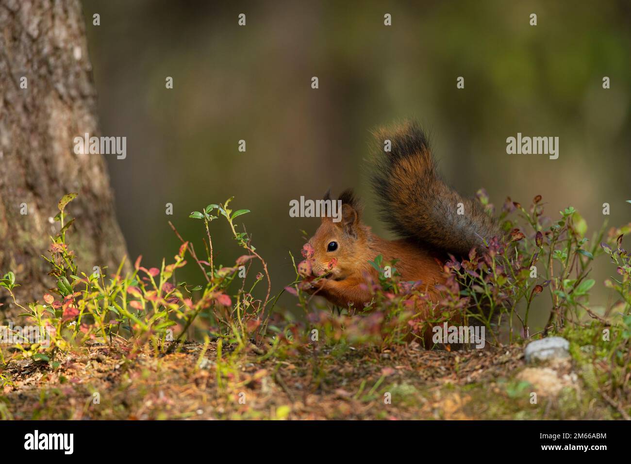 The red squirrel, Sciurus vulgaris, sitting in the scandinavian forest ...