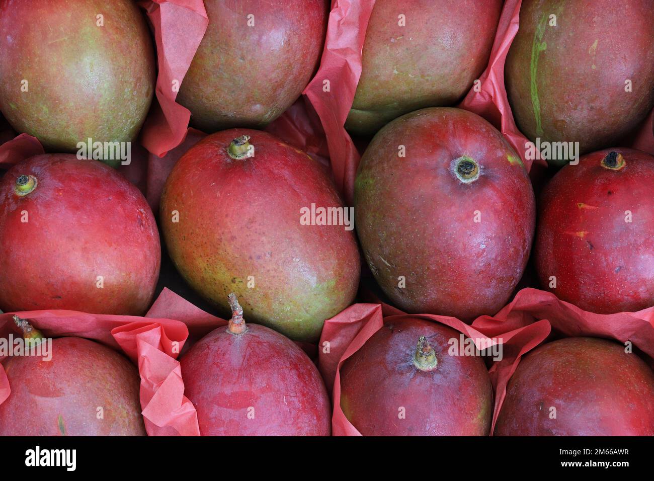 Tommy Atkins mangos in transport carton Stock Photo