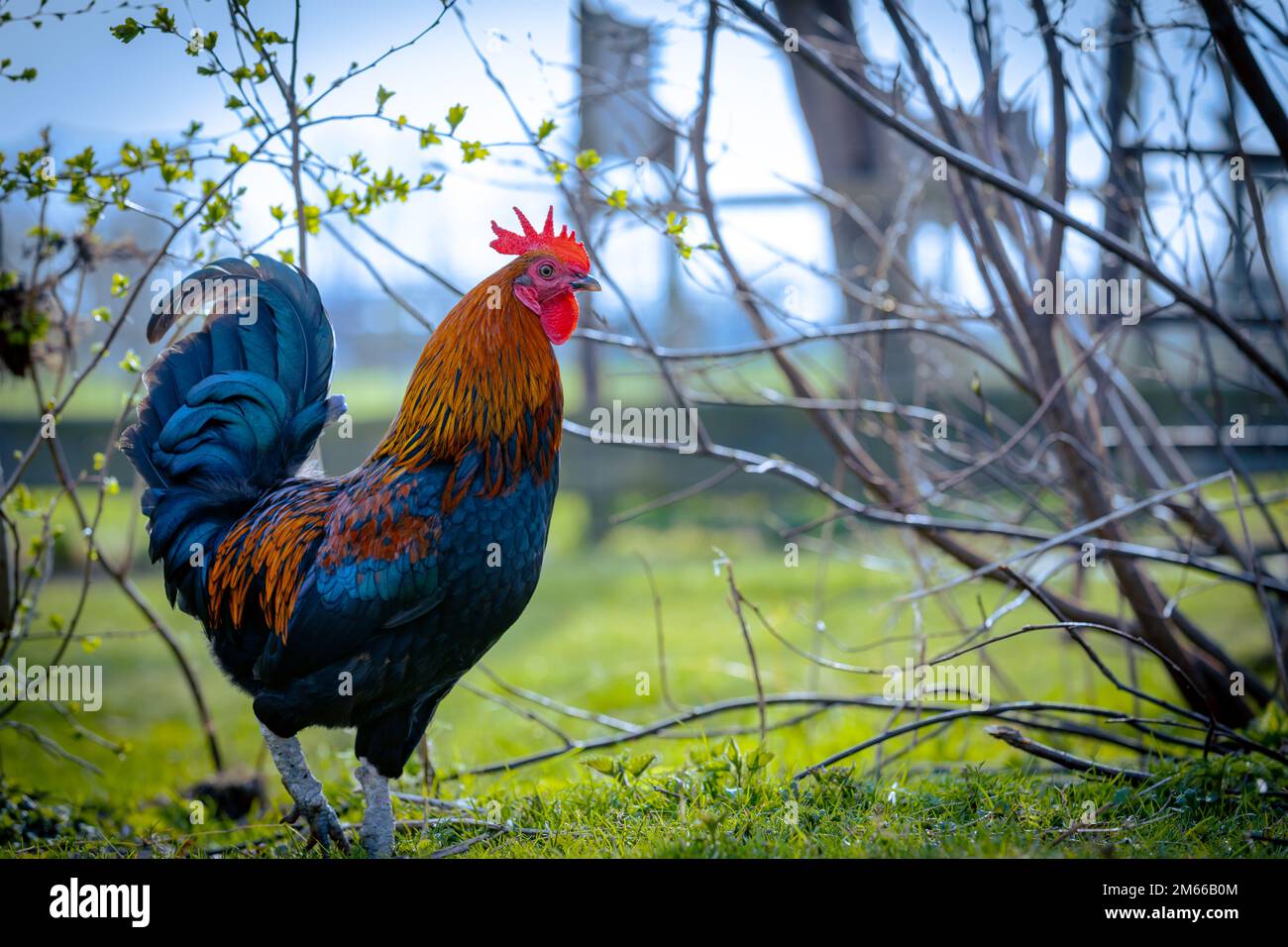 hen rooster background selective focus background blur Stock Photo