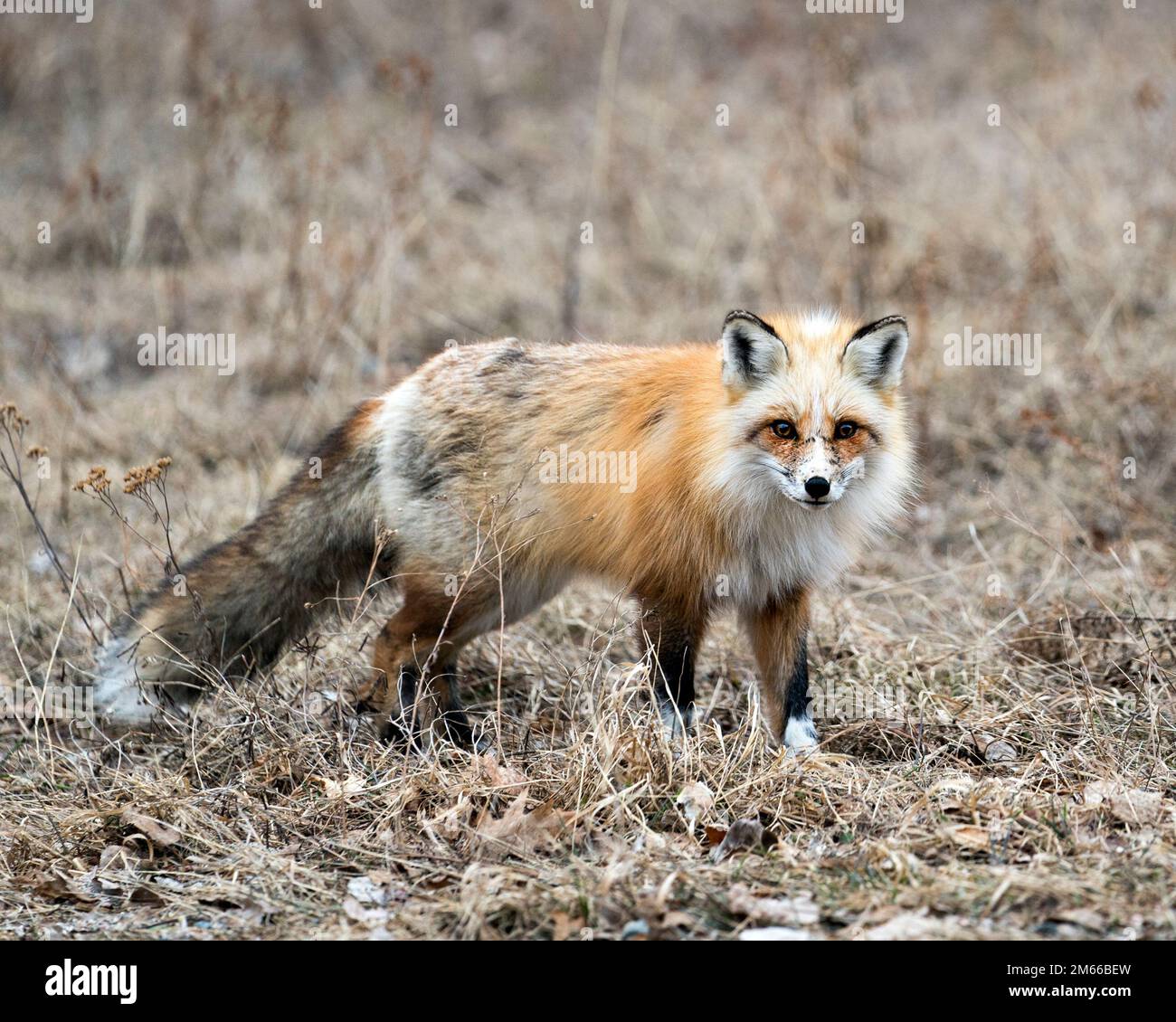 Red unique fox close-up side profile view and looking at camera in the spring season in its environment and habitat with blur background. Fox Image. P Stock Photo