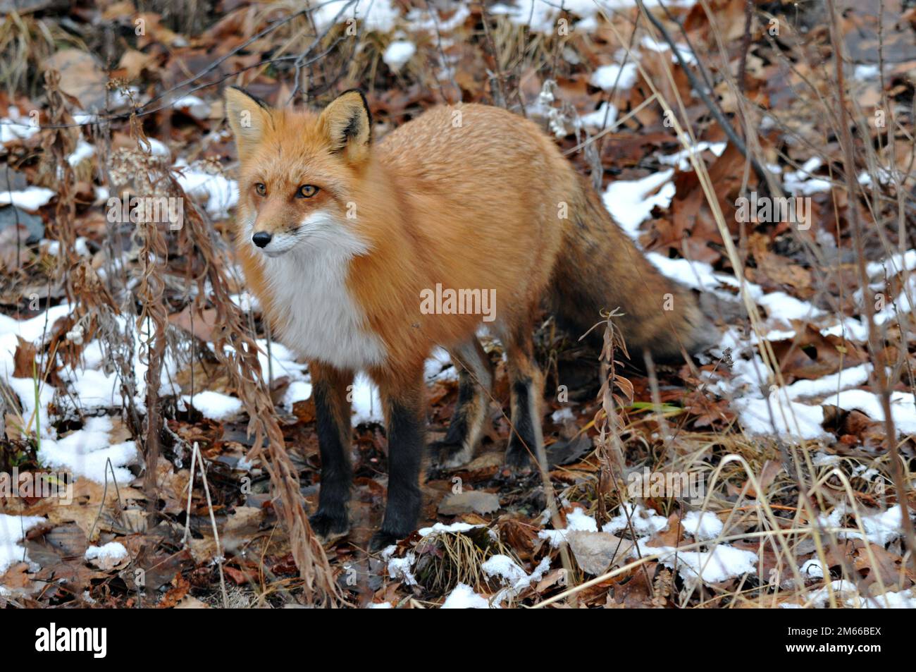 Bushy Red Fox