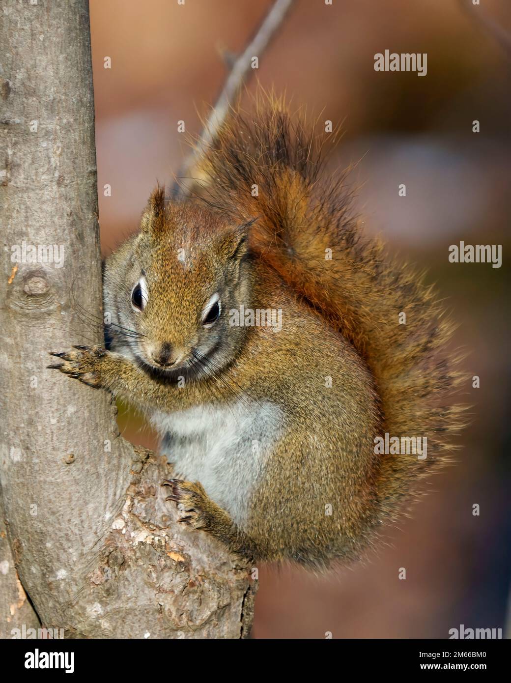 Squirrel close-up profile view in the forest standing on a branch tree with a blur background displaying its brown fur, paws, bushy tail, in its habit Stock Photo