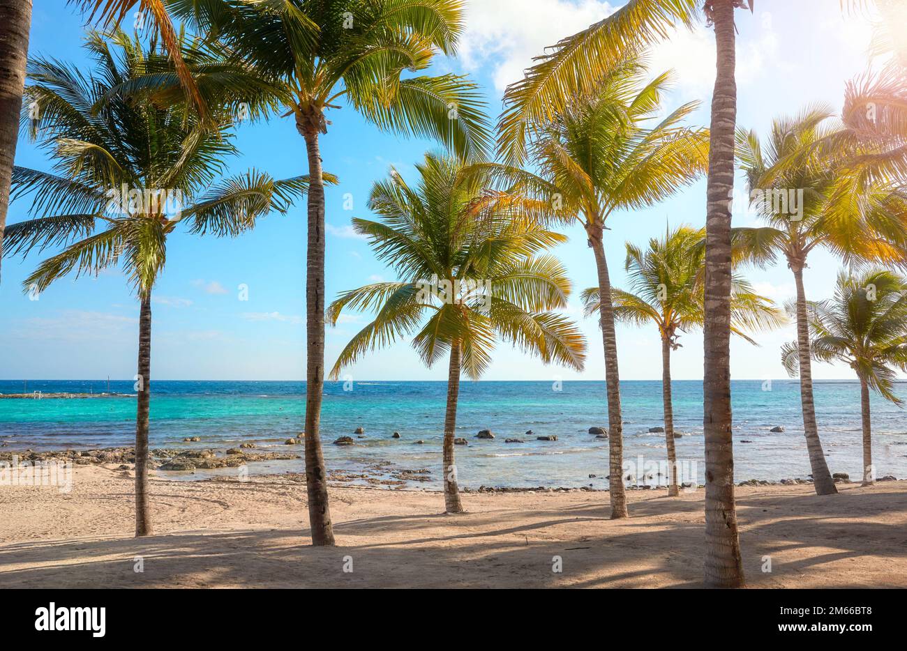 Beautiful Caribbean beach with coconut palm trees on a sunny day. Stock Photo