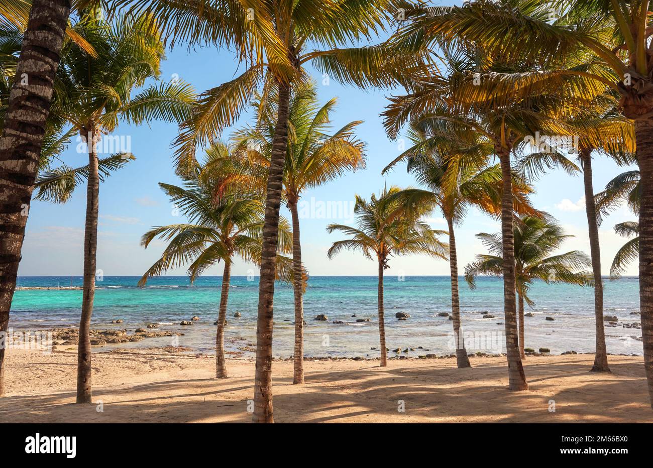 Beautiful beach with coconut palm trees on a sunny day. Stock Photo