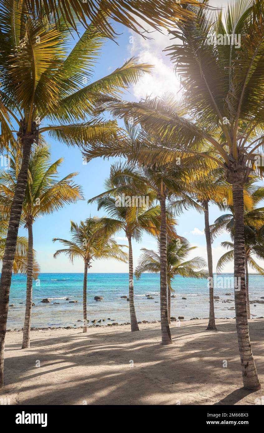 Beautiful beach with coconut palm trees on a sunny day. Stock Photo