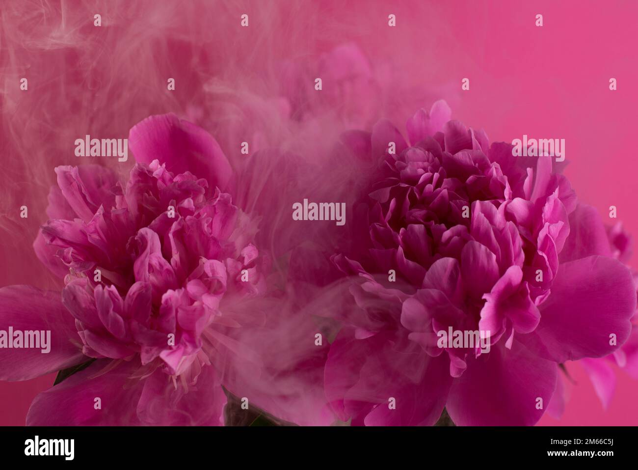Beautiful bouquet of pink and white Peonies. Floral spring seasonal wallpaper. Close up photography softfocused peony. Stock Photo