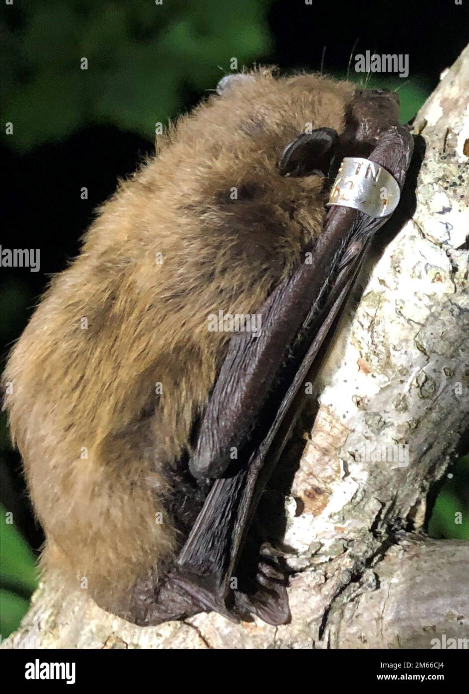 Evening bats spend all year in forests and never enter caves. This