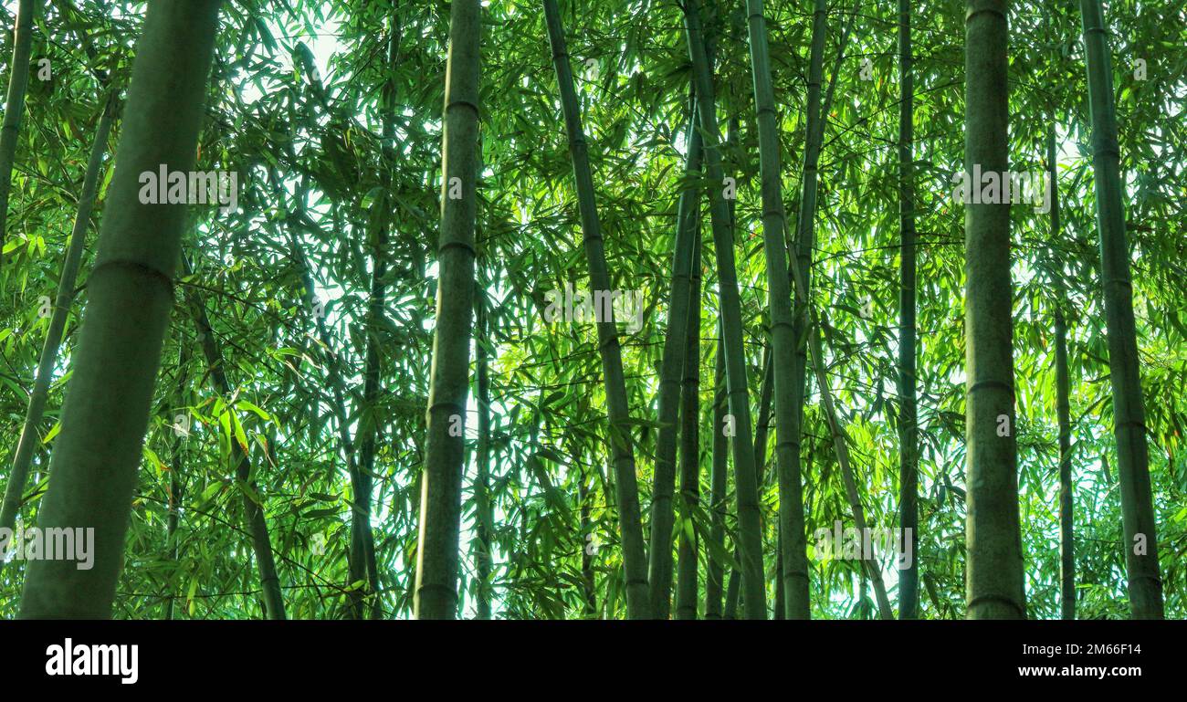 Green bamboo forest, bamboo background, Bamboo forest Stock Photo