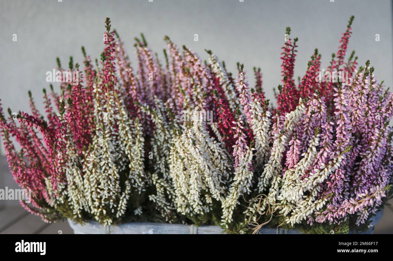 Beautiful little flowers blooming in the forest. Calluna vulgaris or brugo Stock Photo