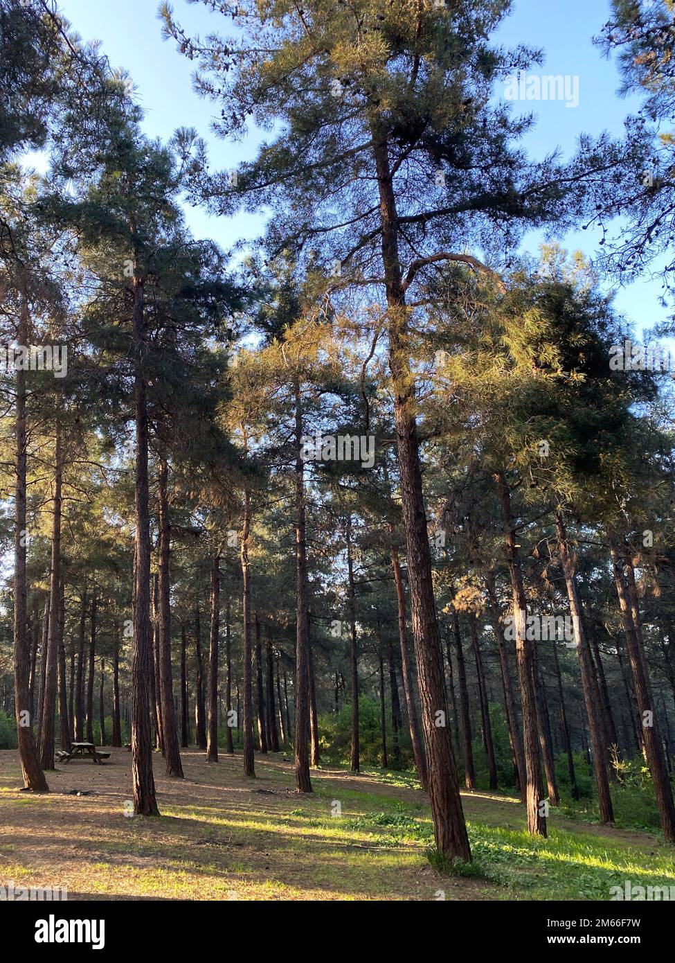 Samlar Nature Park - İstanbul - TURKEY Stock Photo - Alamy