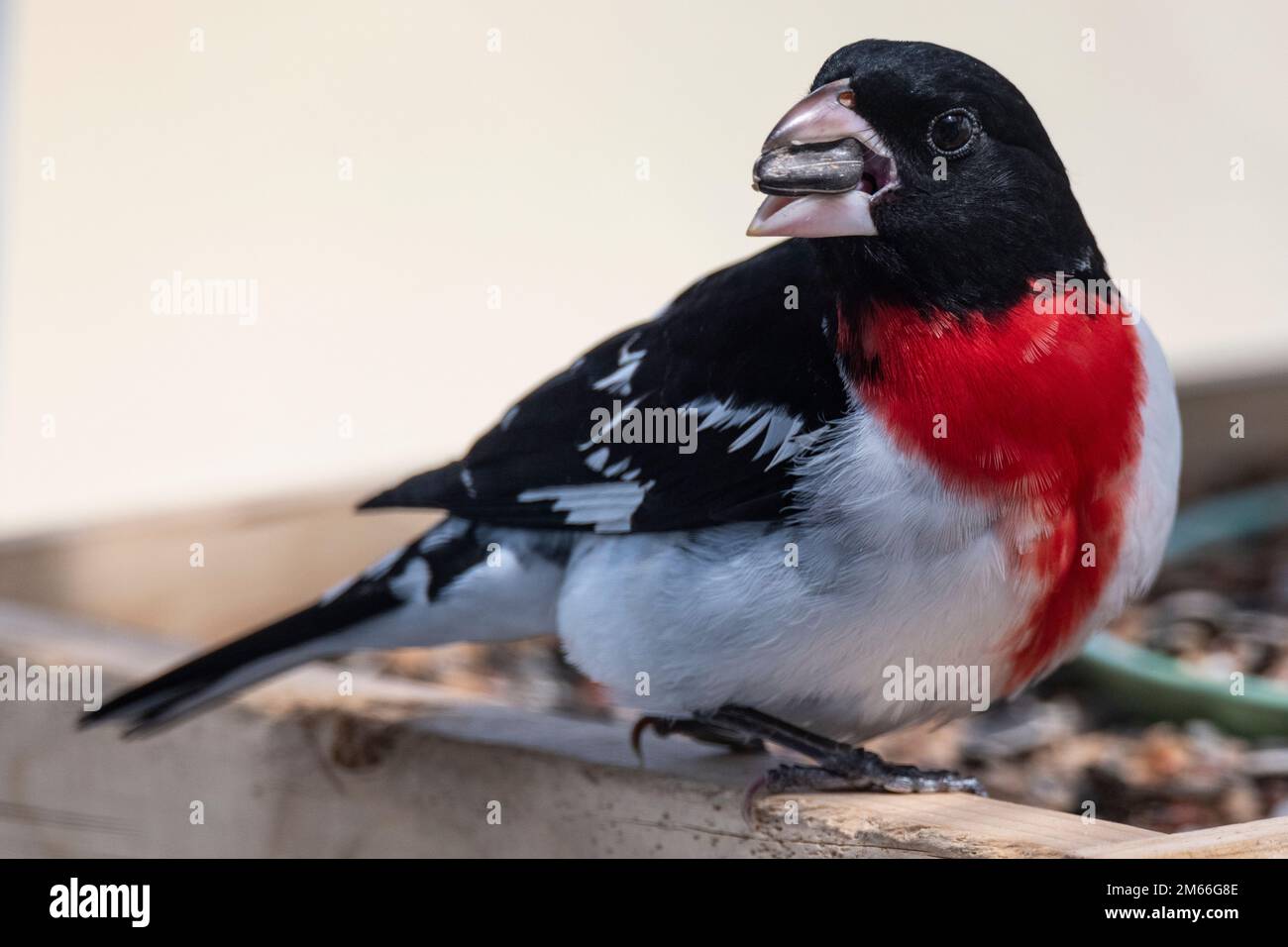 male, Rose- breasted grosbeak, Pheucticus ludovicianus, at bird feeder in Spring, migration Stock Photo