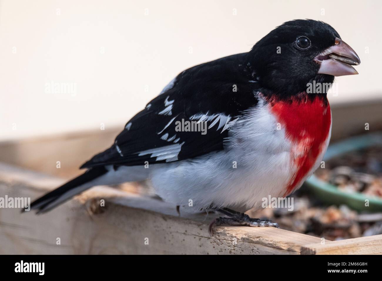 Male Rose Breasted Grosbeak Pheucticus Ludovicianus At Bird Feeder male-rose-breasted-grosbeak-pheucticus-ludovicianus-at-bird-feeder