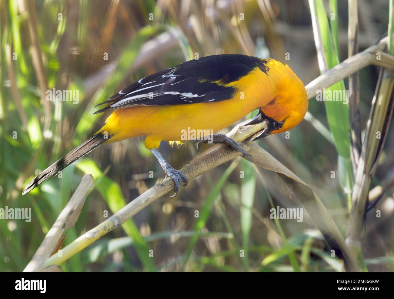 Altamira oriole (Icterus gularis) searching insects in dry reed, Rio Grande Valley, Texas, USA. Stock Photo