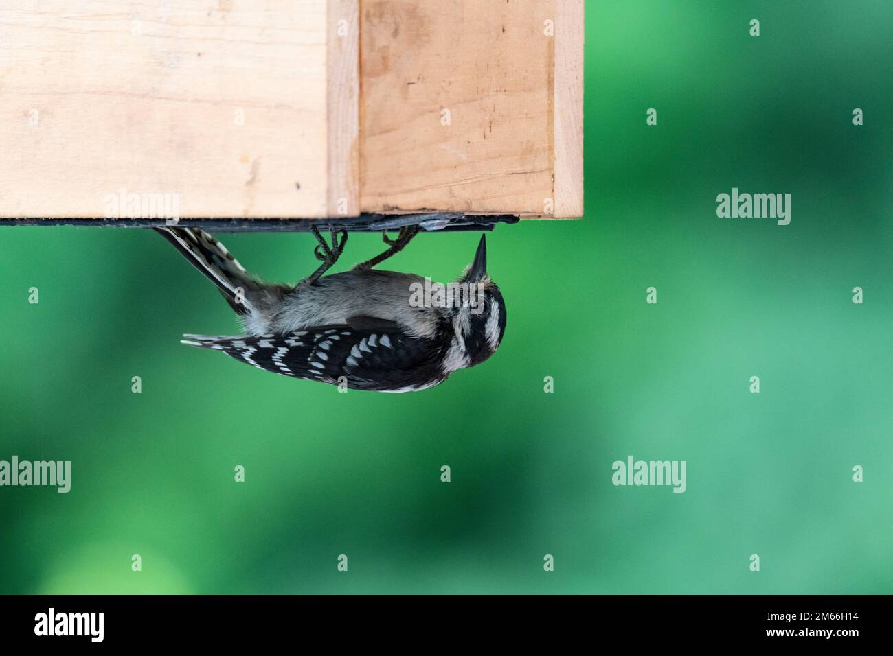 female, Hairy, woodpecker, Leuconotopicus villosus, eating food Stock