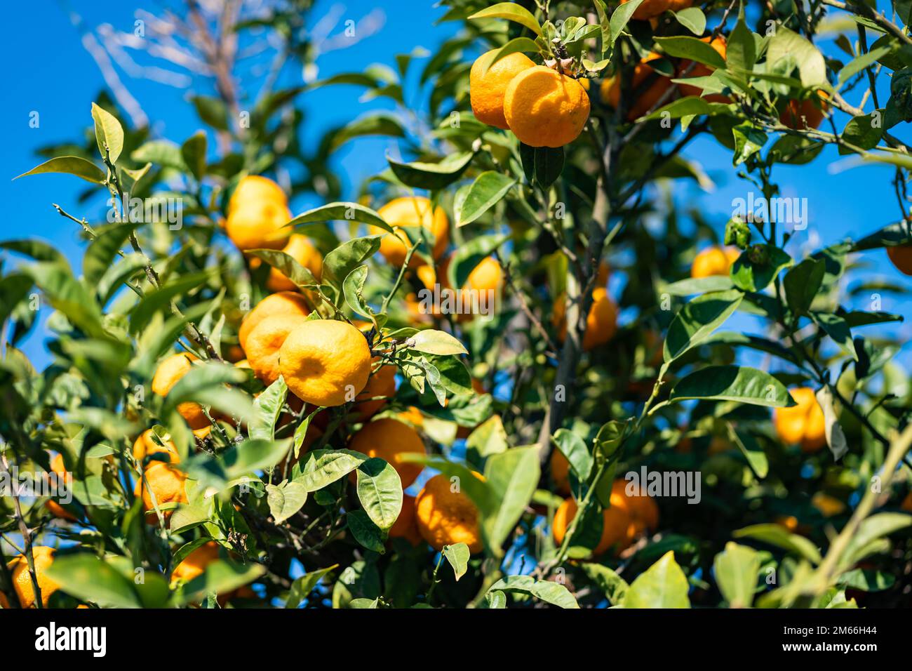 Mandarin orange, also known as the mandarin or mandarine, is a small citrus tree fruit. Mandarin orange tree, organic agriculture Stock Photo