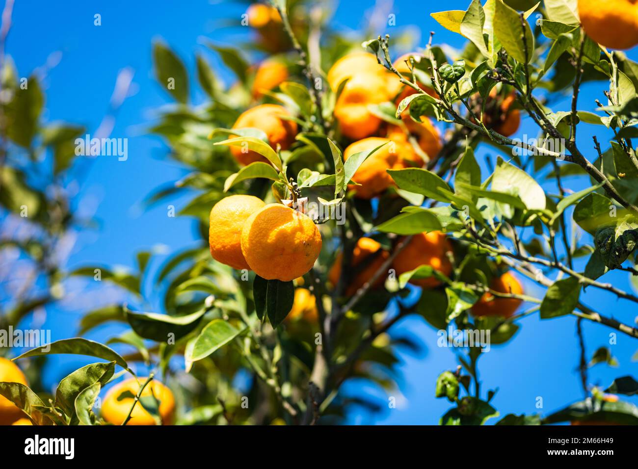 Mandarin orange, also known as the mandarin or mandarine, is a small citrus tree fruit. Mandarin orange tree, organic agriculture Stock Photo