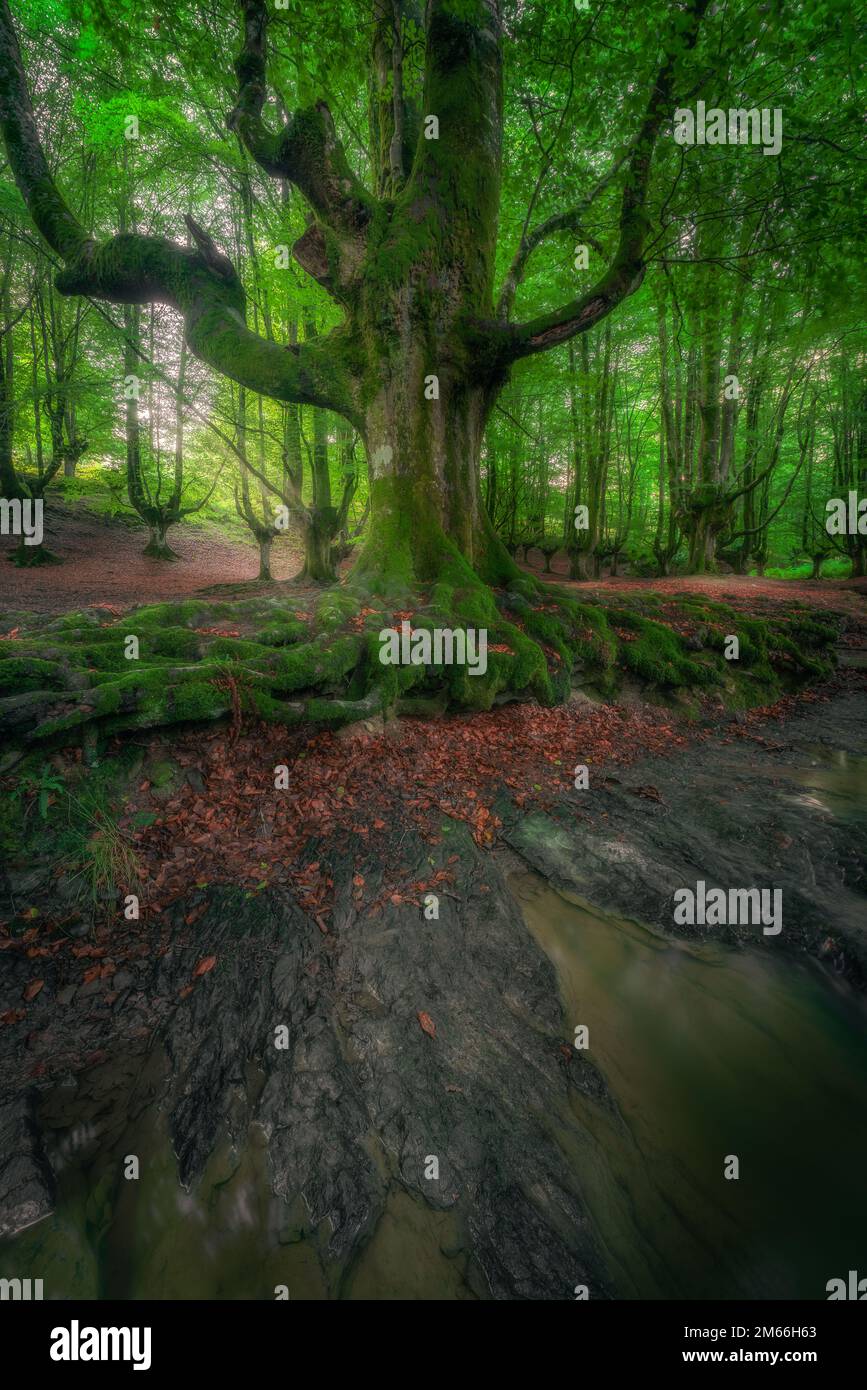 Otzarreta beech forest, Hayedo Otzarreta, Gorbea Natural Park, Basque Country, Spain Stock Photo